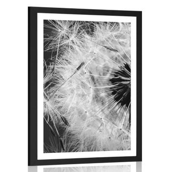 Plakat z passe-partout nasiona dmuchawca w czerni i bieli - 30x45 silver