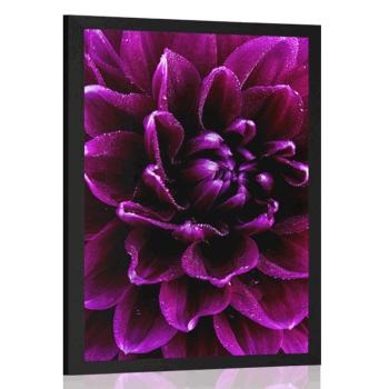 Plakat purpurowo fioletowy kwiat - 30x45 black