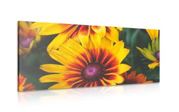 Obraz atrakcyjne dwubarwne kwiaty - 100x50