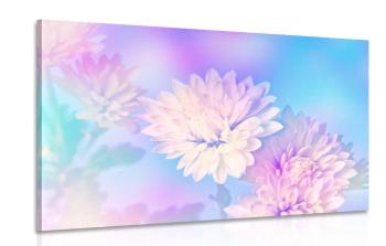 Obraz kwiat chryzantemy - 60x40