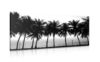 Obraz zachód słońca nad palmami w wersji czarno-białej