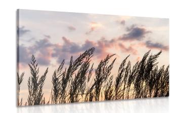 Obraz źdźbła trawy polnej - 120x80