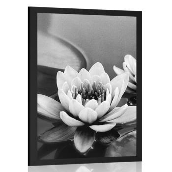 Plakat kwiat lotosu w jeziorze w czerni i bieli - 60x90 black