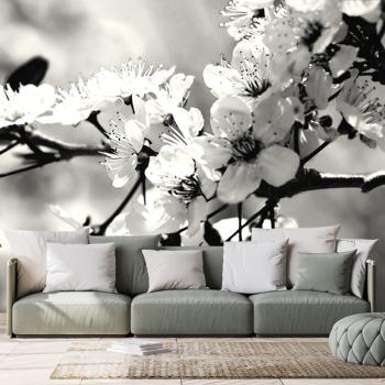 Fototapeta czarno-biały kwiat wiśni - 225x150