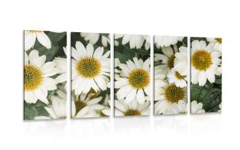 5-częściowy obraz lecznicze kwiaty rumianku - 200x100