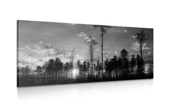 Obraz wieczór w lesie w wersji czarno-białej