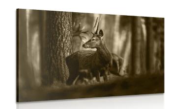 Obraz jeleń w lesie sosnowym w sepii - 90x60