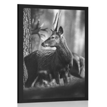 Plakat jeleń w sosnowym lesie w czerni i bieli - 30x45 silver