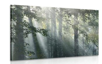Obraz promienie słońca w zamglonym lesie - 120x80