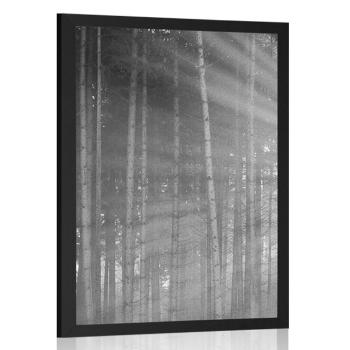 Plakat słońce za drzewami w czerni i bieli - 30x45 white