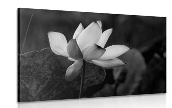 Obraz delikatny kwiat lotosu w wersji czarno-białej