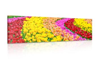 Obraz kolorowe tulipany - 120x40
