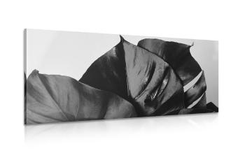 Obraz czarno-biały liść monstery