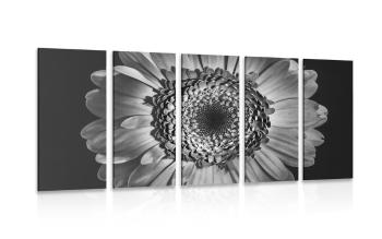 5-częściowy obraz czarno-biała gerbera - 100x50
