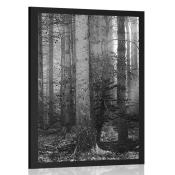 Plakat tajemnica lasu w czerni i bieli - 40x60 silver