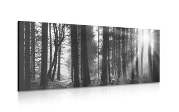 Obraz las skąpany w słońcu w wersji czarno-białej