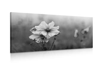 Obraz kwitnący kwiat w wersji czarno-białej