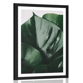 Plakat z passe-partout liść monstery - 20x30 black