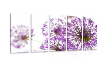 5-częściowy obraz kwitnące fioletowe kwiaty czosnku - 100x50
