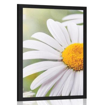 Plakat kwiaty stokrotki - 60x90 white