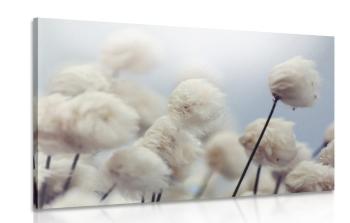 Obraz arktyczne kwiaty bawełny - 120x80