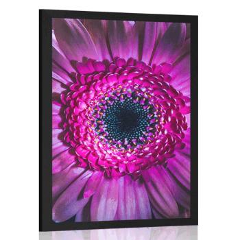 Plakat purpurowa gerbera - 40x60 white