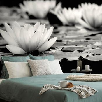Fototapeta czarno-biały kwiat lotosu - 225x150