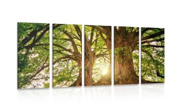 5-częściowy obraz majestatyczne drzewa - 100x50