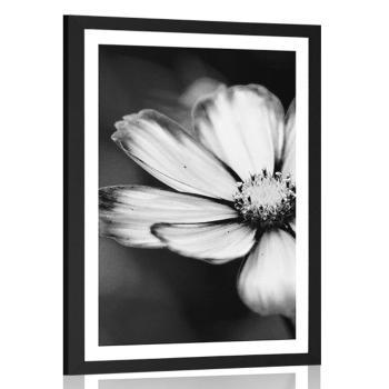 Plakat z passe-partout kwiat wiesiołka ogrodowego w czerni i bieli - 30x45 white
