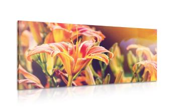 Obraz pięknie kwitnące kwiaty ogrodowe - 100x50