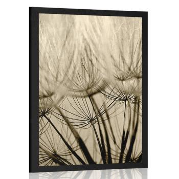 Plakat nasiona dmuchawca w sepiowym kolorze - 40x60 silver