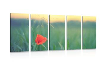 5-częściowy obraz mak polny w trawie - 100x50