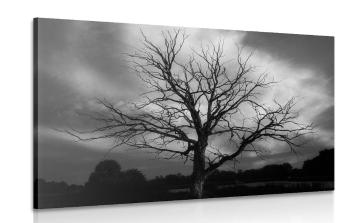 Obraz czarno-białe drzewo na łące