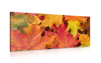 Obraz jesienne liście - 150x50