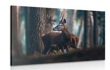 Obraz jeleń w lesie sosnowym - 120x80
