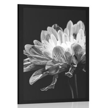 Plakat czarno-biała stokrotka - 20x30 white