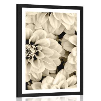 Plakat z passe-partout  kwiaty dalii w czerni i bieli w sepiowym kolorze - 20x30 silver
