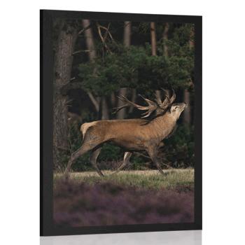 Plakat majestatyczny jeleń - 40x60 black