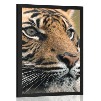 Plakat tygrys bengalski - 30x45 silver