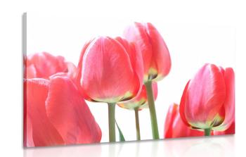 Obraz czerwone tulipany polne