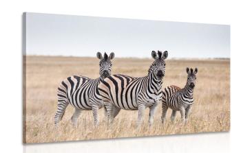 Obraz trzy zebry na sawannie - 120x80