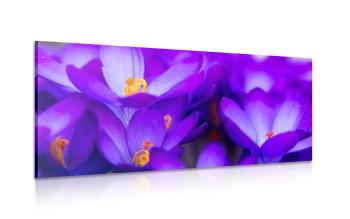 Obraz kwitnący fioletowy szafran - 100x50
