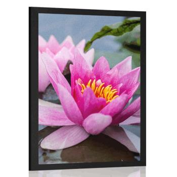 Plakat różowy kwiat lotosu - 60x90 black