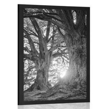 Plakat majestatyczne drzewa w czerni i bieli - 60x90 white