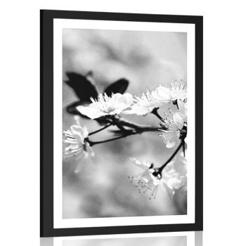 Plakat z passe-partout kwiat wiśni w czerni i bieli - 20x30 silver
