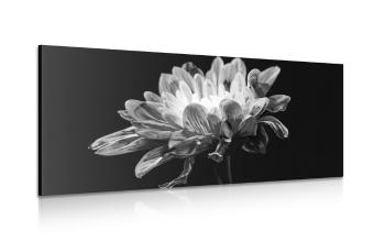 Obraz czarno-biała stokrotka - 100x50