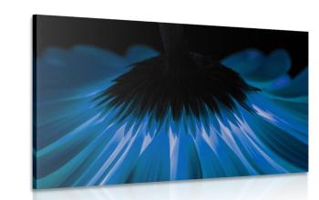 Obraz niebieska gerbera na ciemnym tle - 90x60