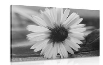 Obraz piękna stokrotka w wersji czarno-białej - 60x40
