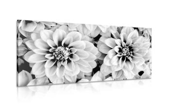 Obraz kwiaty dalie w wersji czarno-białej - 120x60