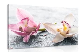 Obraz dwukolorowe kwiaty orchidei - 120x80